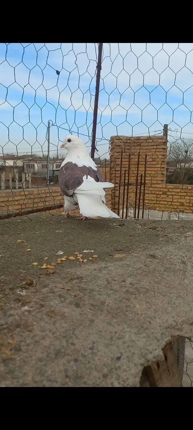 کبوتر رنگی|پرنده|تاتار علیا, |دیوار