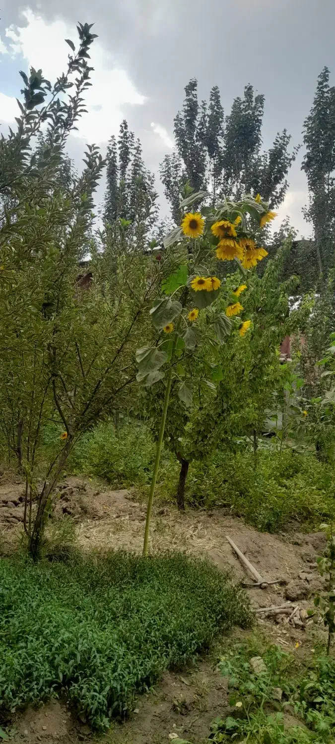 افراد باز نشسته بخوانند،|فعالیت داوطلبانه|همدان, |دیوار