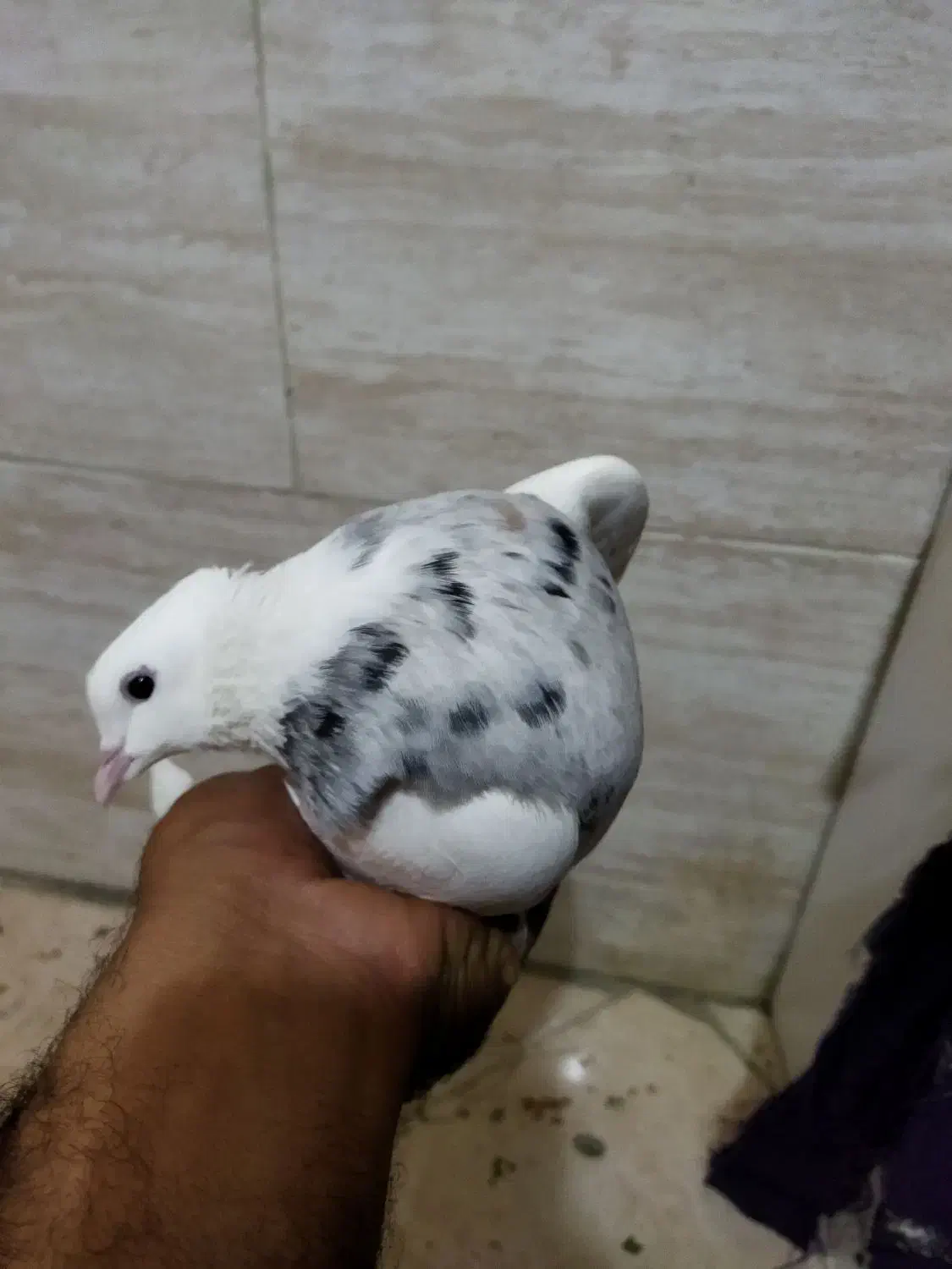 طوقی|پرنده|بومهن, |دیوار