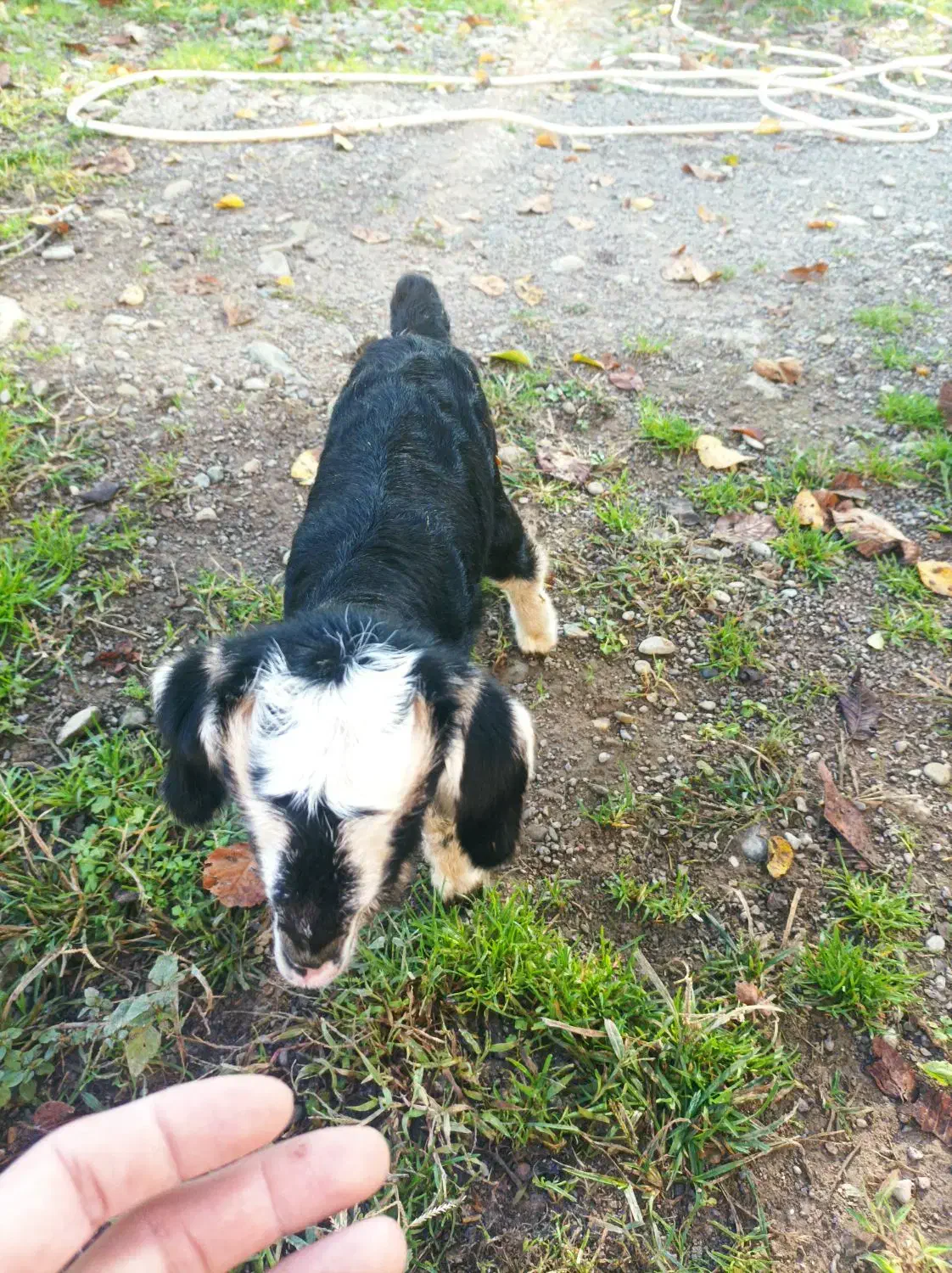 بزغاله بره بزشیرخوار|حیوانات مزرعه|ماکلوان, |دیوار