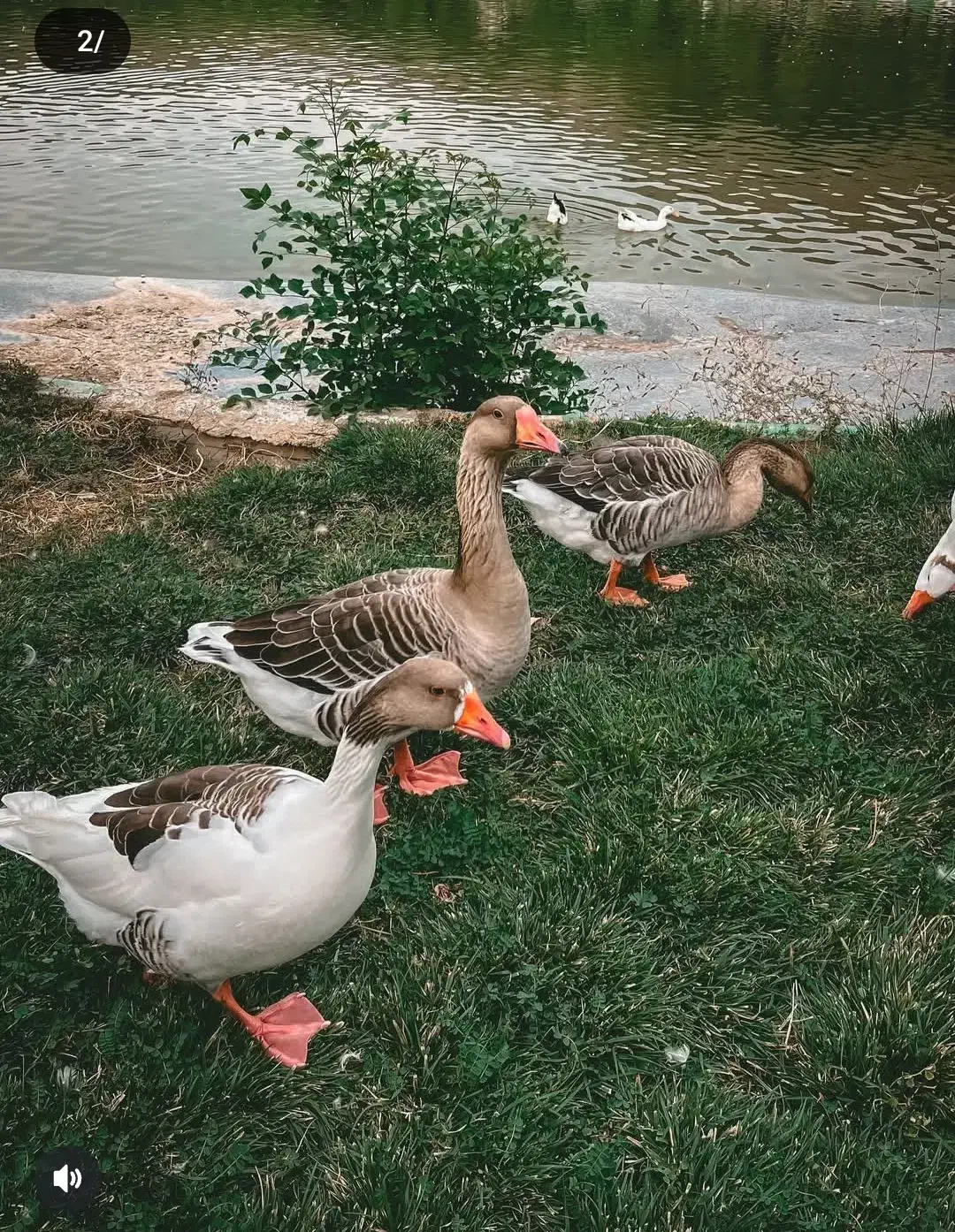 غاز طبعی روستایی|پرنده|گرمی, |دیوار