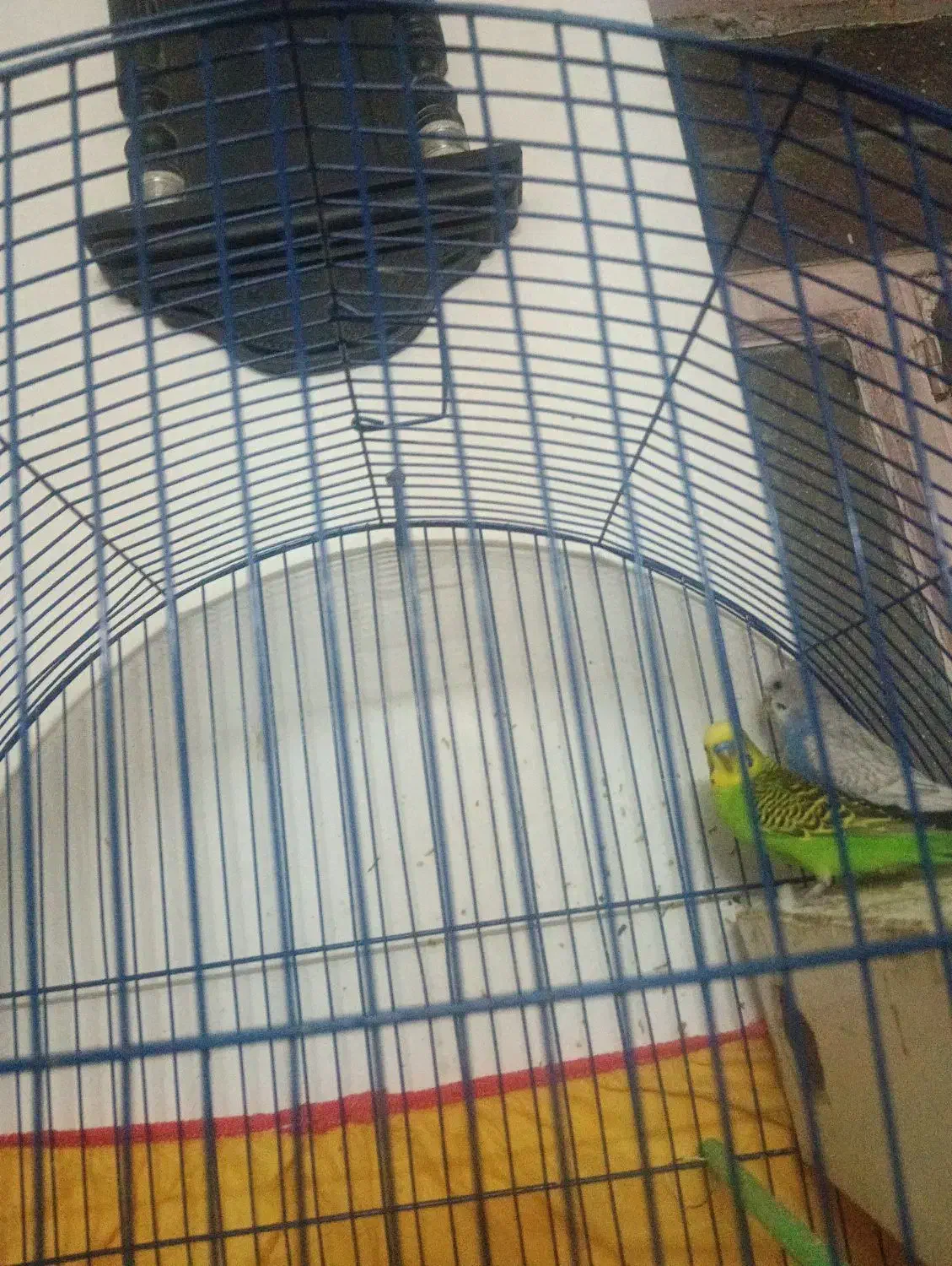 دوجفت مرغ عشق مولد|پرنده|زاهدان, |دیوار