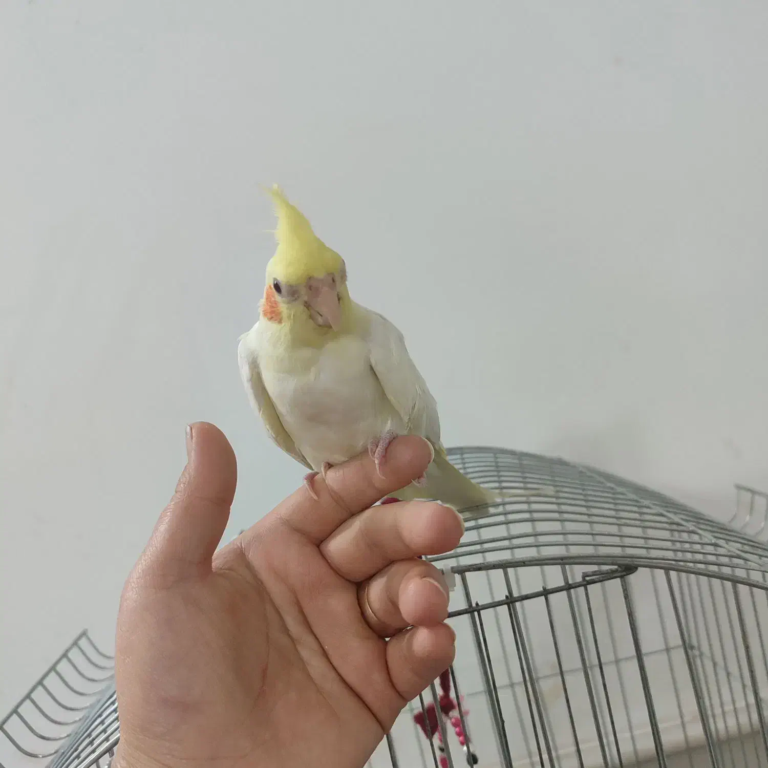 عروس هلندی دستی|پرنده|کاشان, فاز ۲ ناجی آباد|دیوار