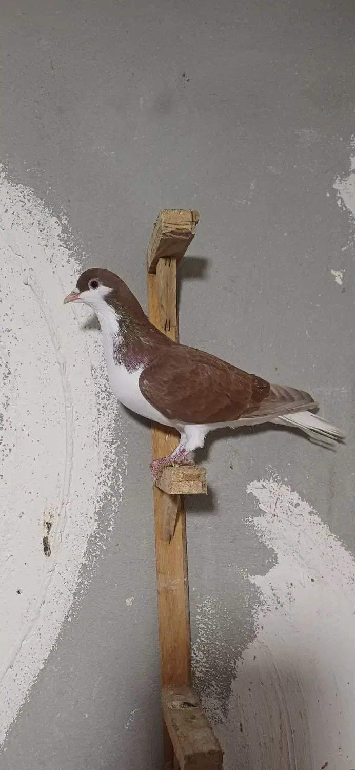 کبوتر ساده چپ سرخ|پرنده|گرگان, |دیوار