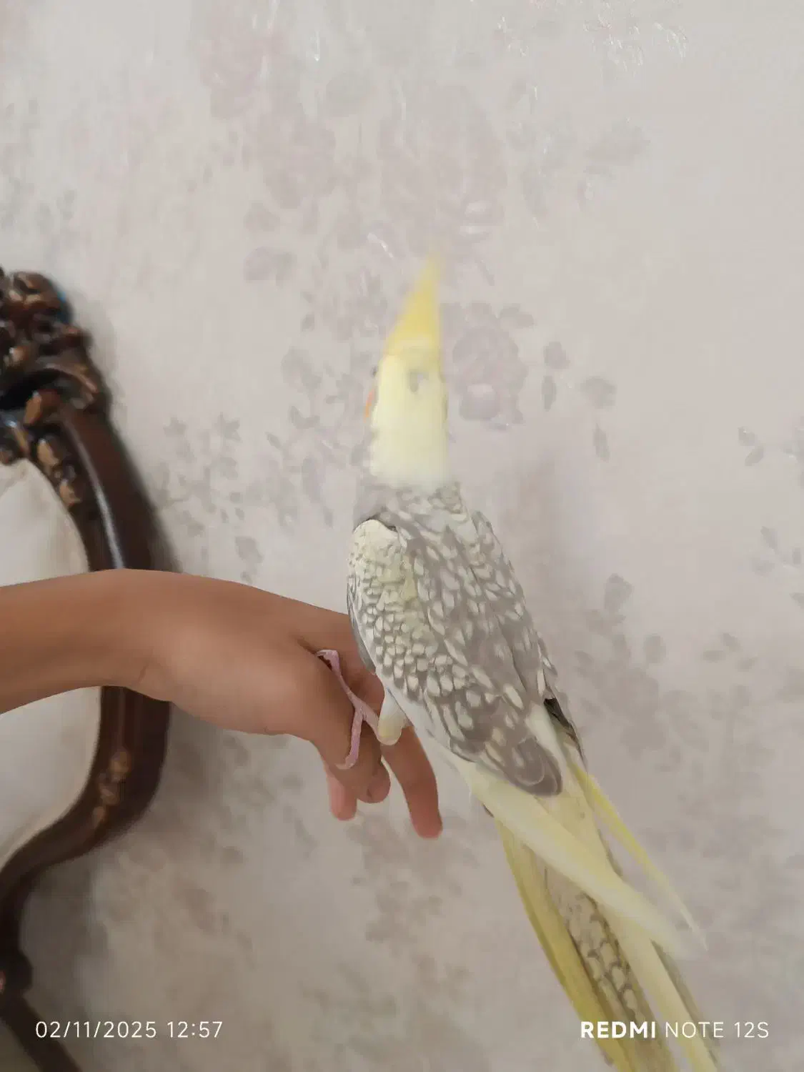 عروس هلندی دو ماهه|پرنده|کرج, پیشاهنگی|دیوار