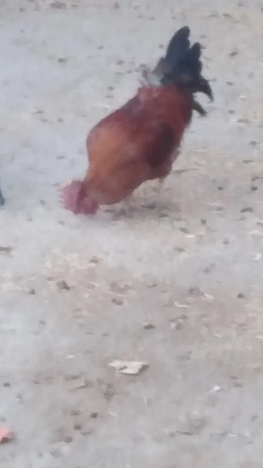 خروس محلی کردی سالم|حیوانات مزرعه|ماهیدشت, |دیوار