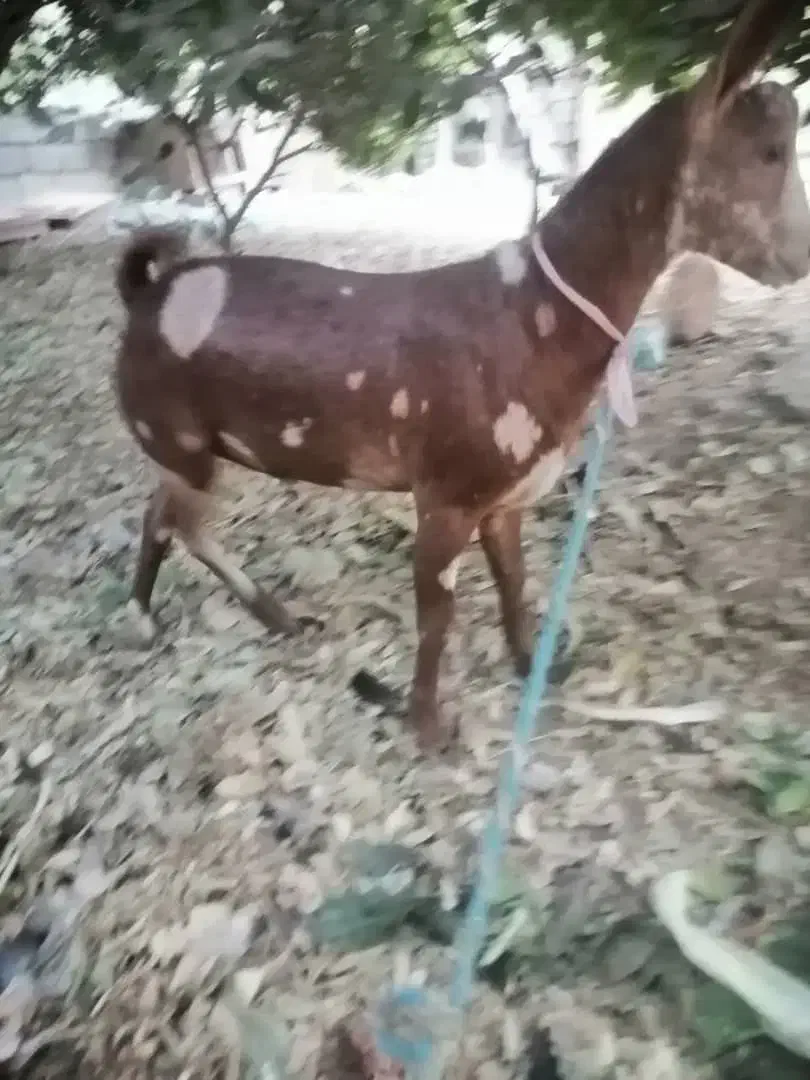 بز شکالی نر|حیوانات مزرعه|بندر گناوه, |دیوار