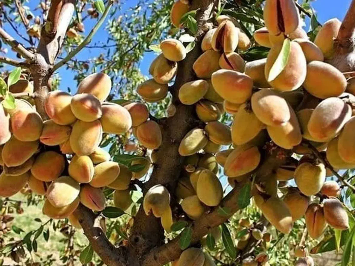 خرید بی واسطه از تولید کننده گردو و بادام|خدمات باغبانی و درختکاری|رامسر, |دیوار