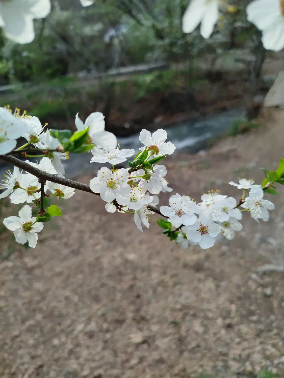 باسلام یک عدد پلاک موتر سیکلت گم شوده|اشیا|نهاوند, |دیوار