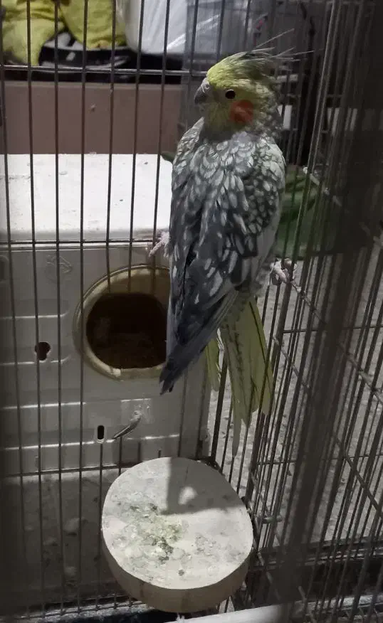 ۱۰تا عروس|پرنده|بروجرد, |دیوار