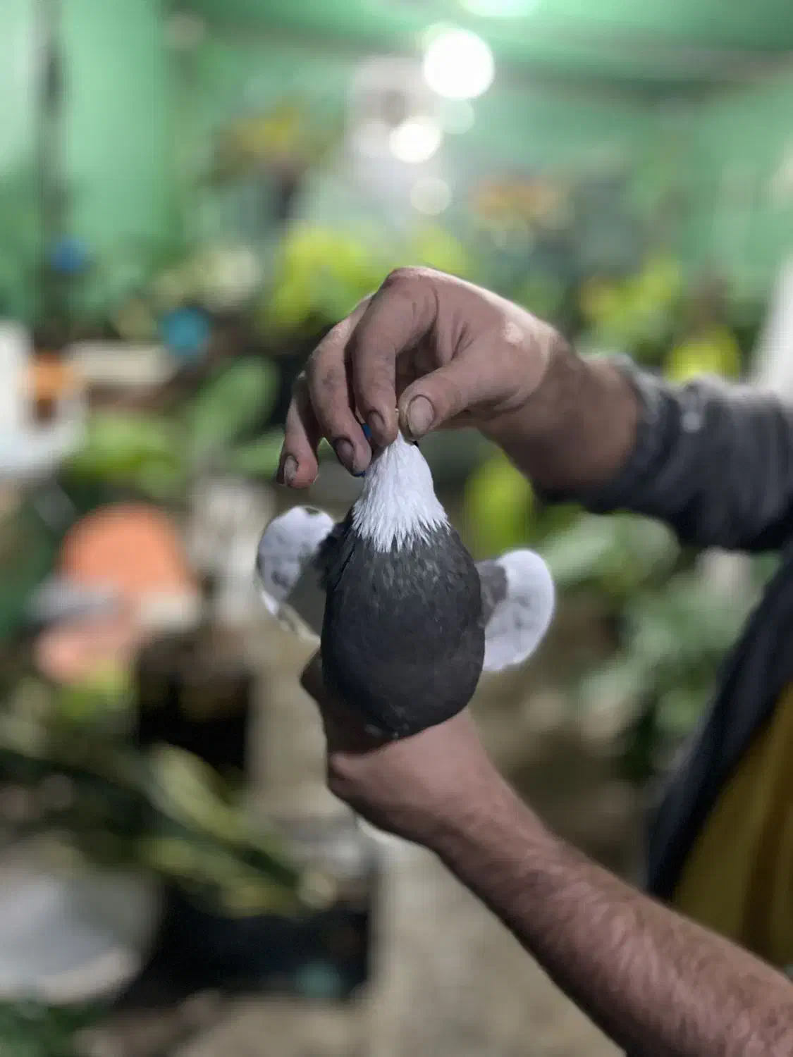 کبوتر طوقی زیره ای|پرنده|قائمشهر, |دیوار