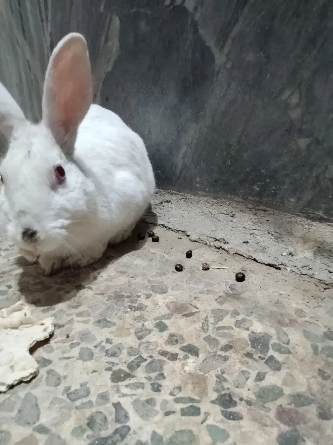 خرگوش|موش و خرگوش|خرم‌آباد, |دیوار