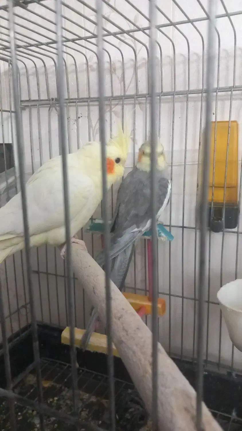 عروس هلندی|پرنده|شهریار, شهرک شاهد|دیوار