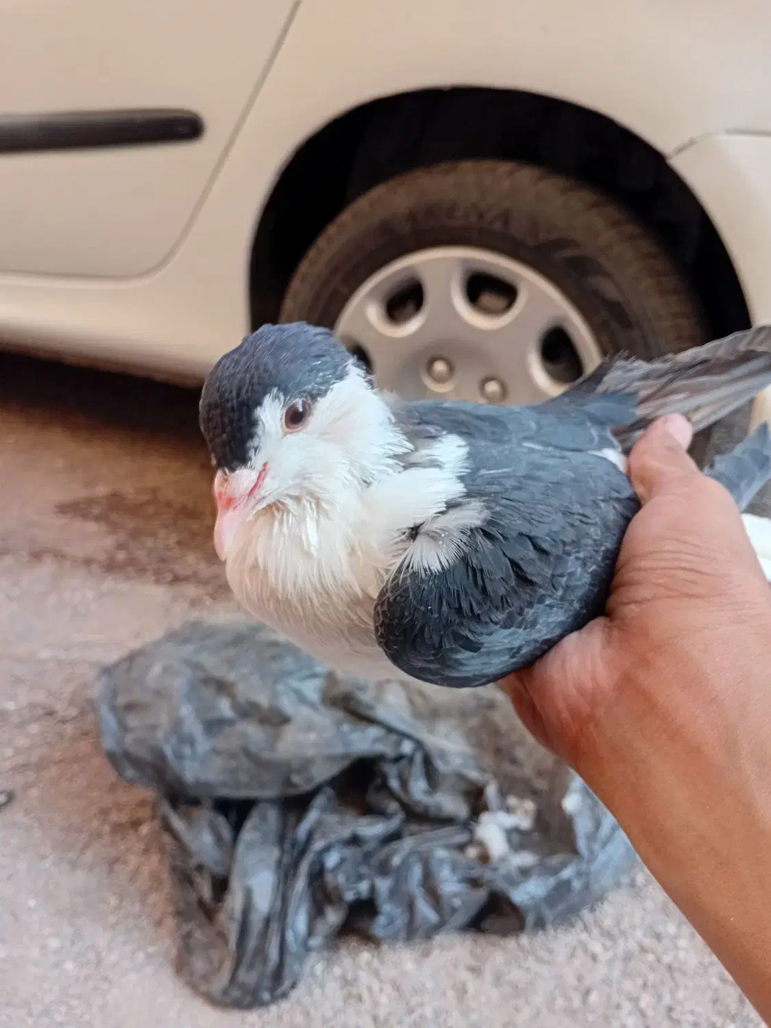 امری|پرنده|رفسنجان, |دیوار