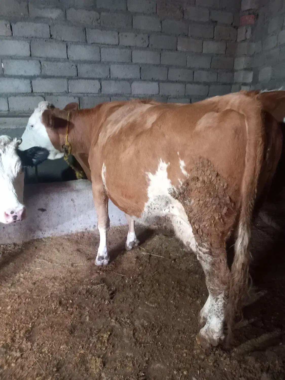 فروشی|حیوانات مزرعه|بکتاش, |دیوار