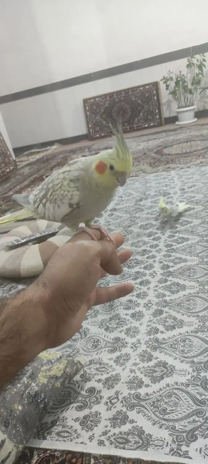 عروس هلندی|پرنده|مهاباد (آذربایجان غربی), |دیوار