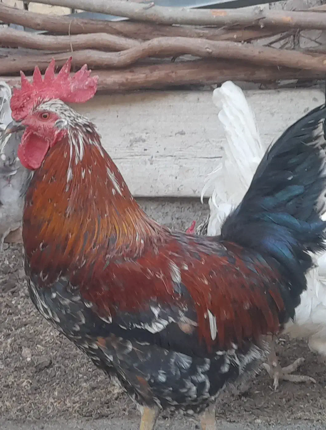 خروس|حیوانات مزرعه|صحنه, |دیوار