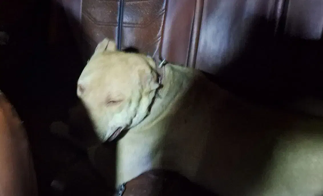 سگ پیتبول بادیگارد|سگ|شیراز, وزیرآباد|دیوار