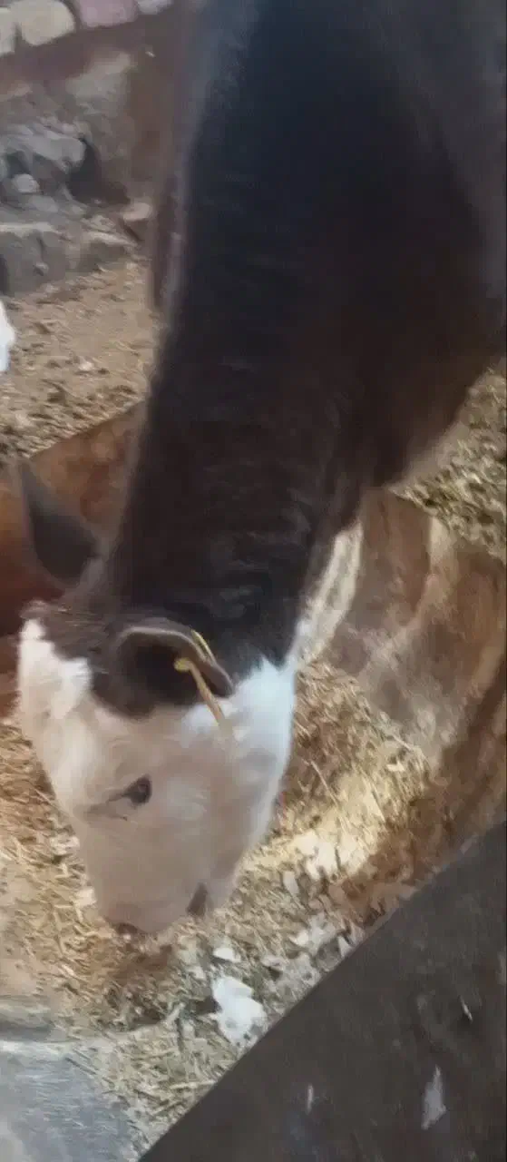 گوساله ماده سه ماه|حیوانات مزرعه|کاشان, باغ فین|دیوار