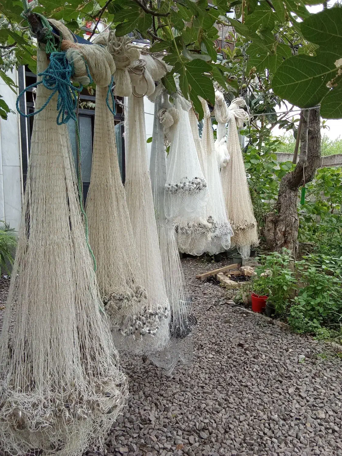 تعداد تور پرتابی یا ماش یا سالک|ماهیگیری|رودسر, |دیوار