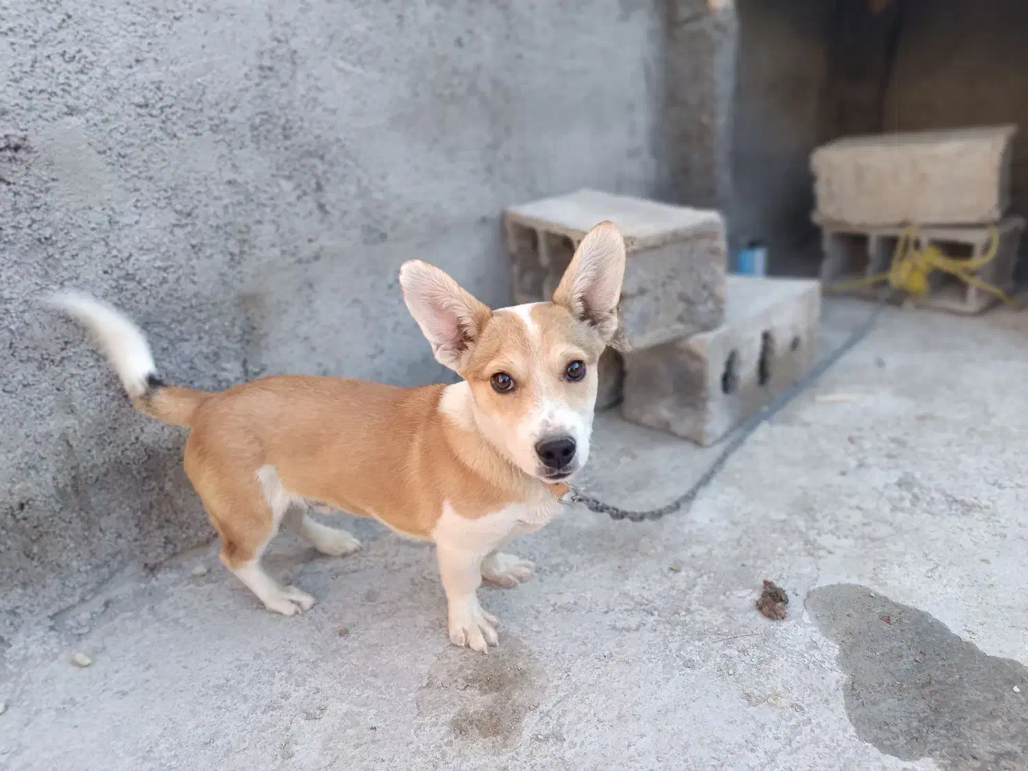 سگ پا کوتاه|سگ|شیروان (خراسان), |دیوار