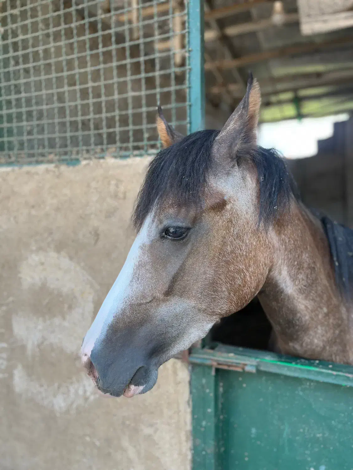 کره اسب ابرش|اسب و تجهیزات اسبسواری|رشت, توشیبا|دیوار