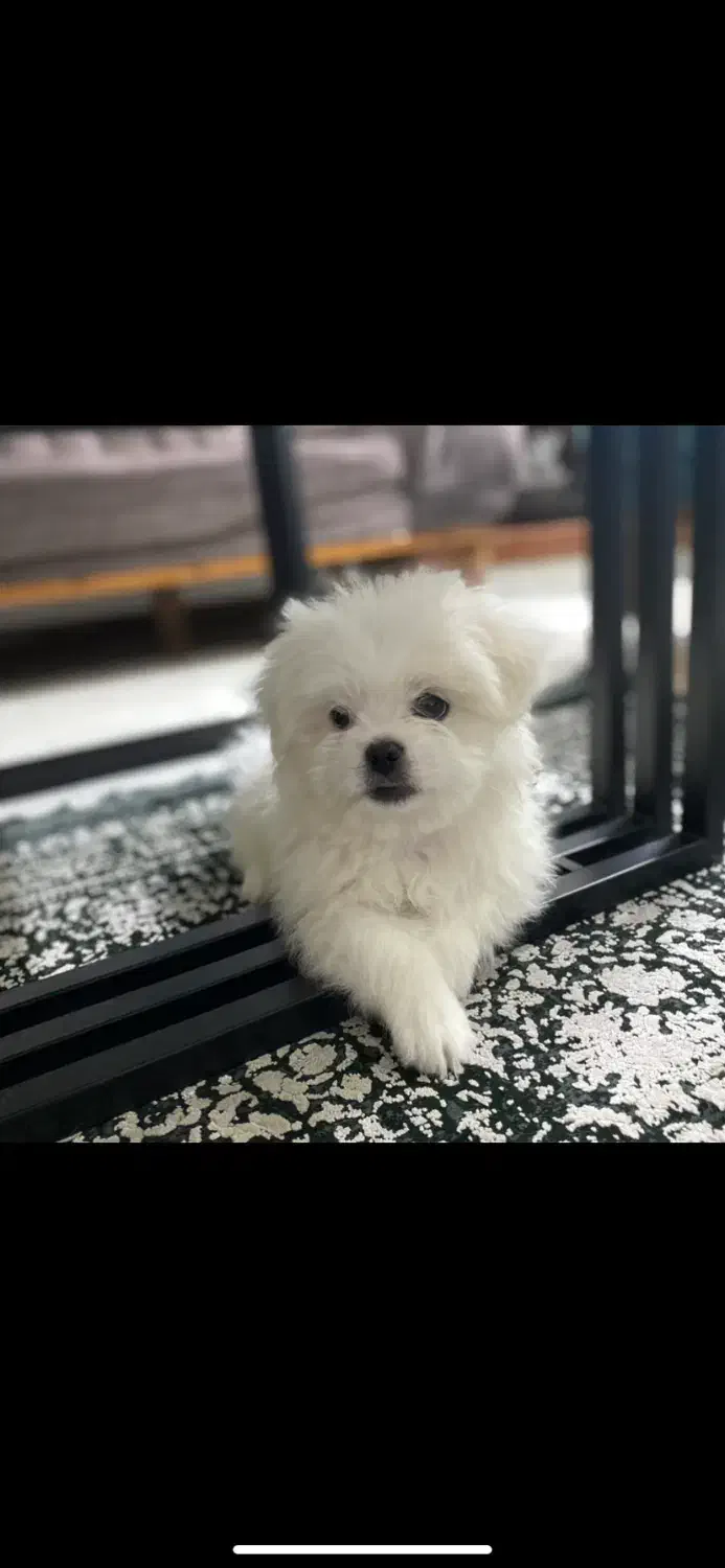 شیتزو|سگ|تهران, باشگاه نفت|دیوار