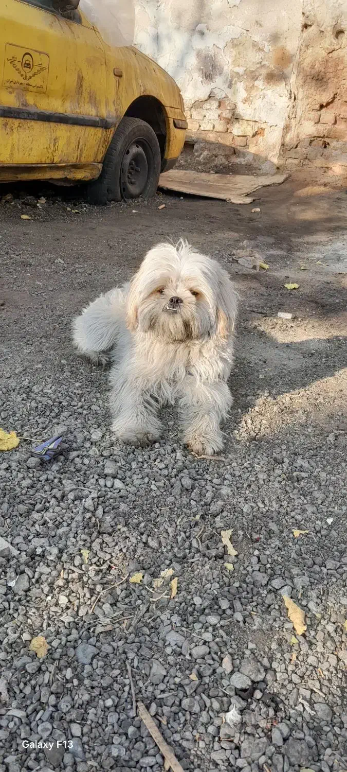 سگ خانگی شیتزو|سگ|میمه, |دیوار