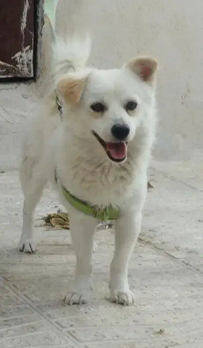 سگ.سگ پاکوتاه .سگ اشپیتز|سگ|صدرا-فارس, فاز ۱|دیوار