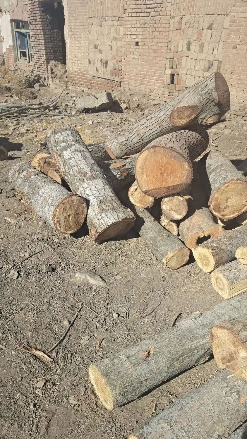 خرید چوب|خدمات باغبانی و درختکاری|قزوین, |دیوار