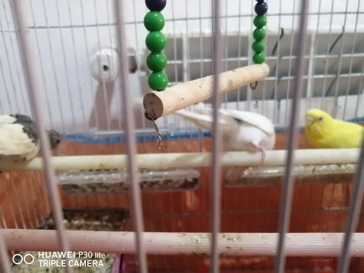 مرغ عشق|پرنده|بهبهان, |دیوار