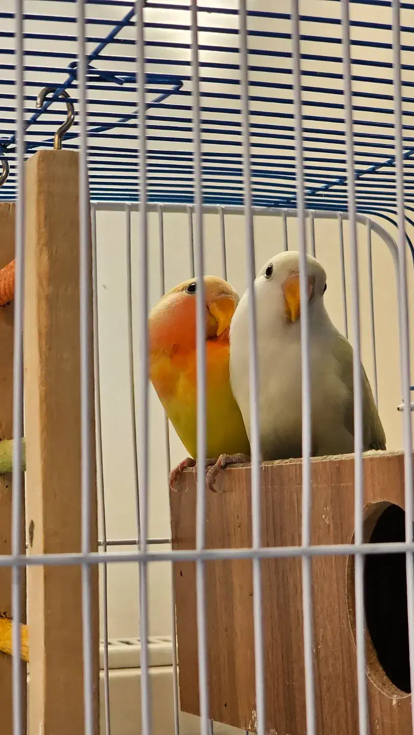 کوتوله برزیلی جوجه|پرنده|اصفهان, سرچشمه|دیوار