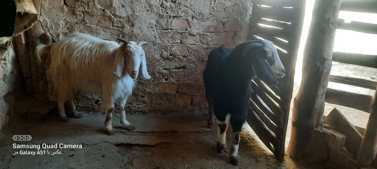 بز جوان|حیوانات مزرعه|صائین قلعه, |دیوار