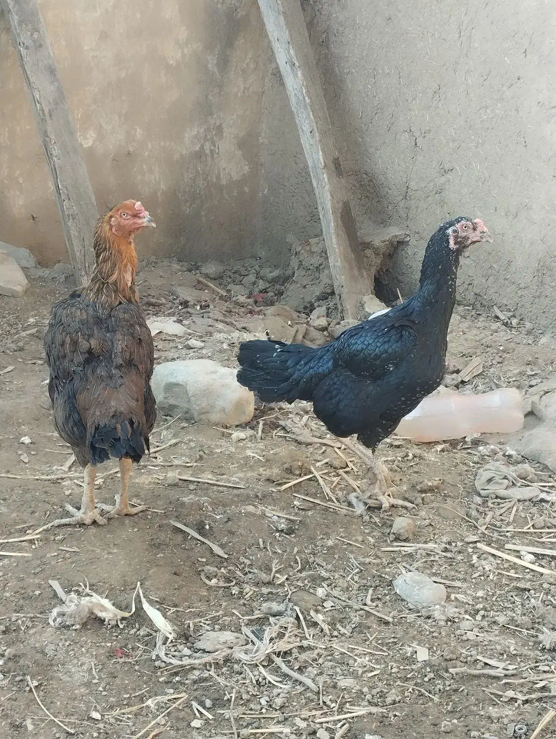 مرغ لاری|حیوانات مزرعه|نگین شهر, |دیوار