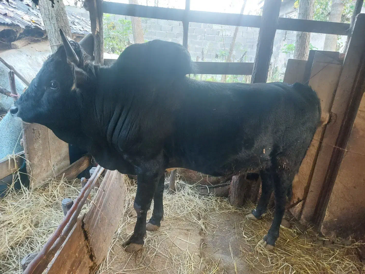 ورزا محلی هم داشتی هم گوشتی کم سن|حیوانات مزرعه|رشت, لاکان|دیوار