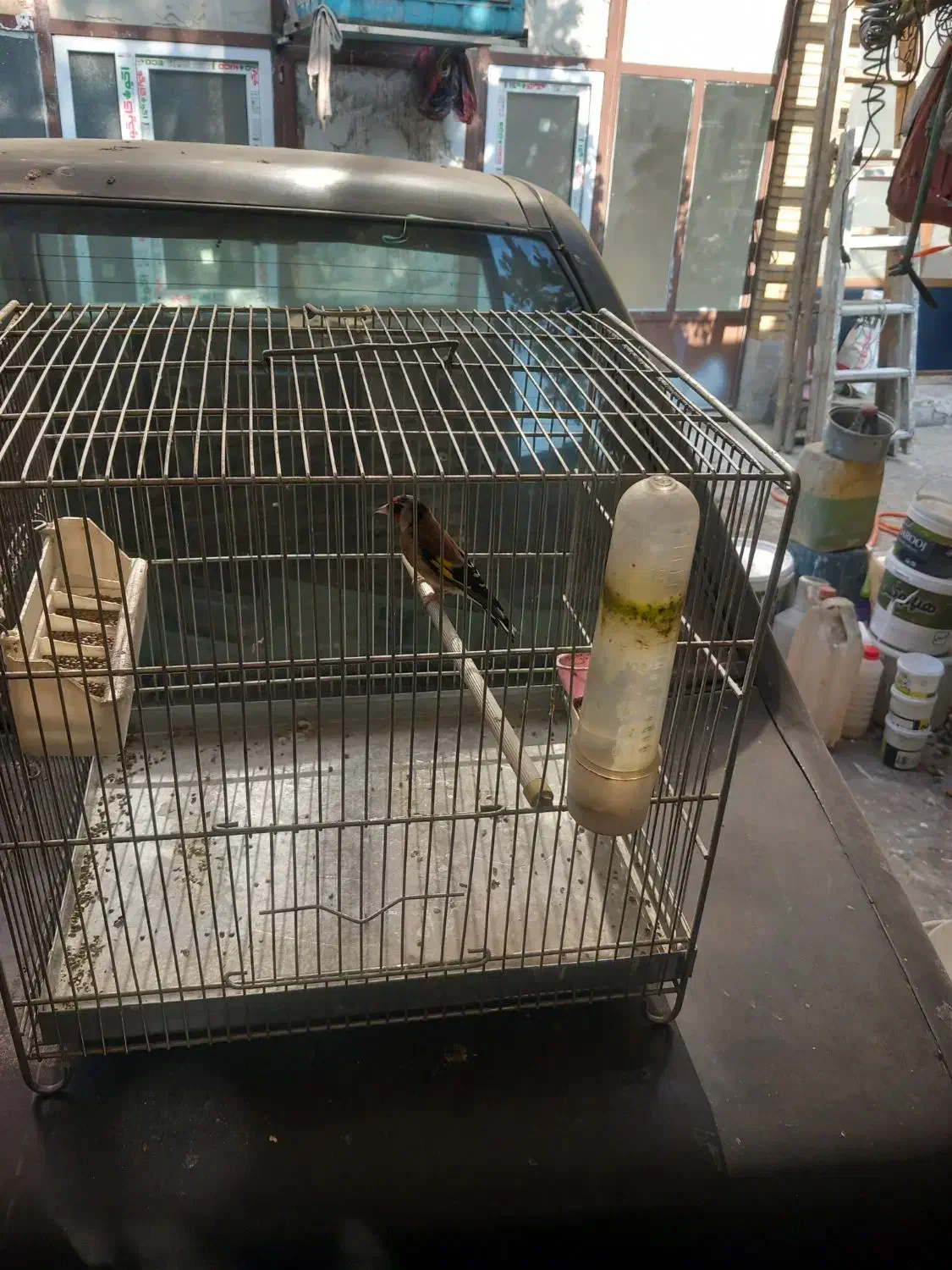 سهره سیاه سر گل قفل سینه خط دارند بخون|پرنده|تهران, سلیمانی|دیوار