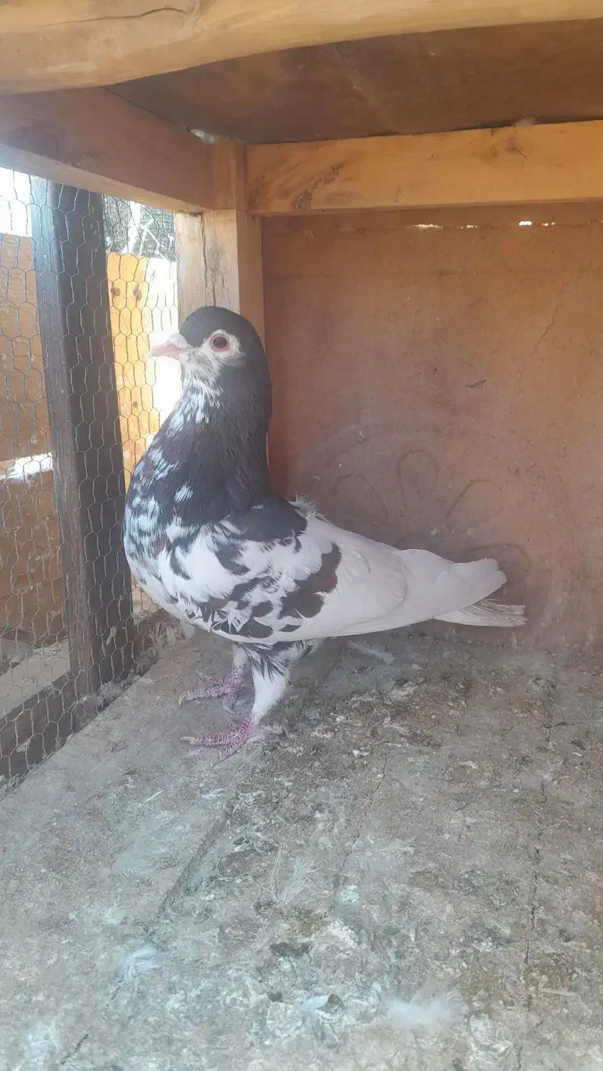 سرک،افشون،دورگ|پرنده|پیر بکران, |دیوار