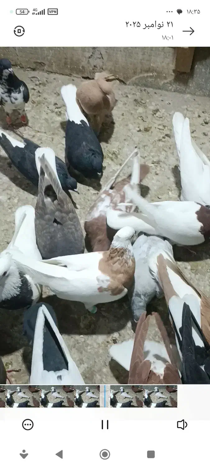 تعداد رسید|پرنده|بندر ماهشهر, |دیوار