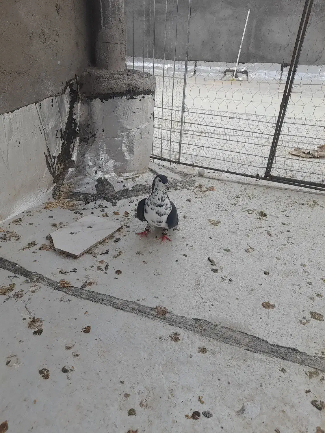 کبوتر|حیوانات|زیرکوه, |دیوار