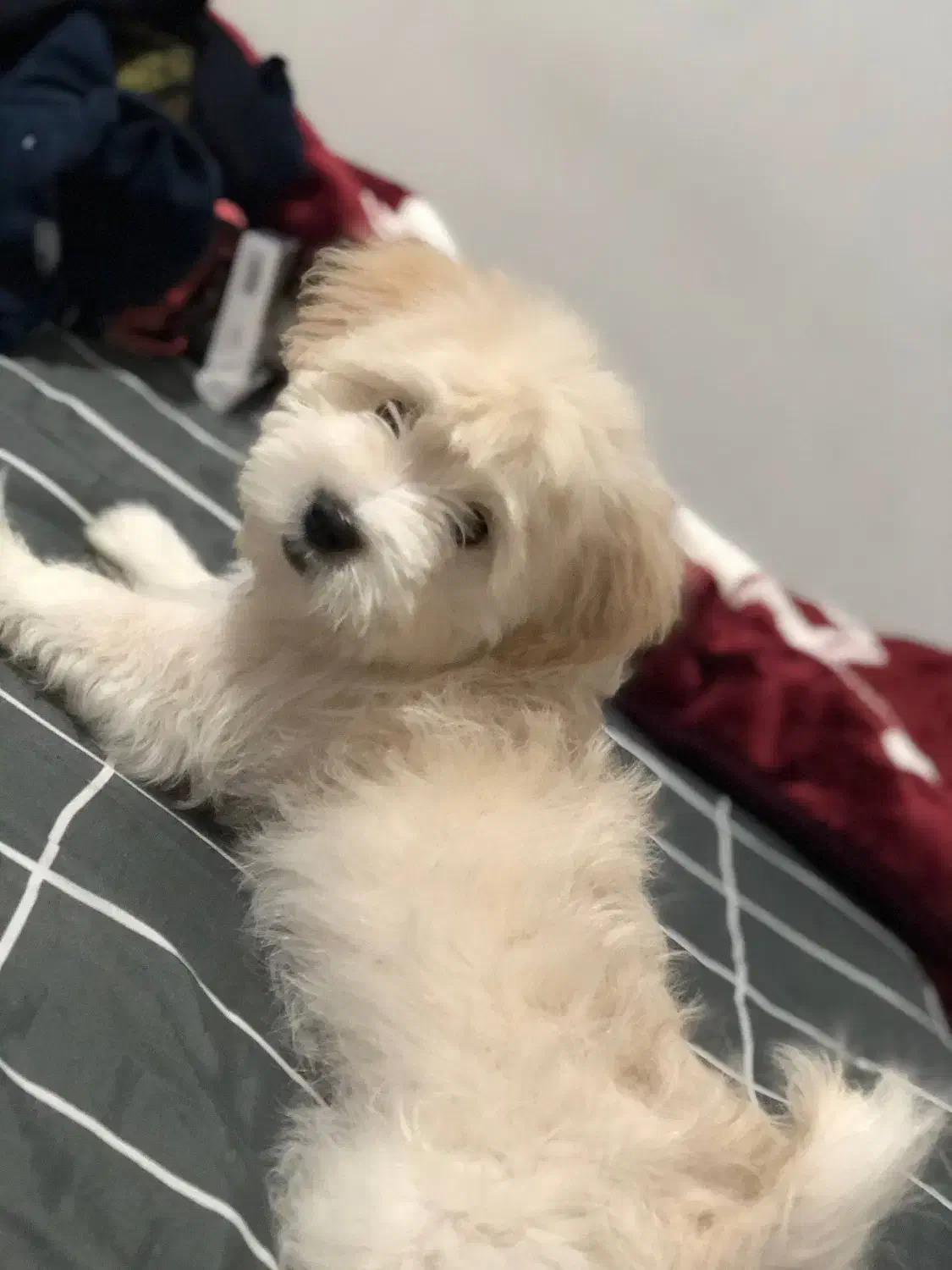 سگ شیتزو شیری ماده|سگ|پیشوا, |دیوار