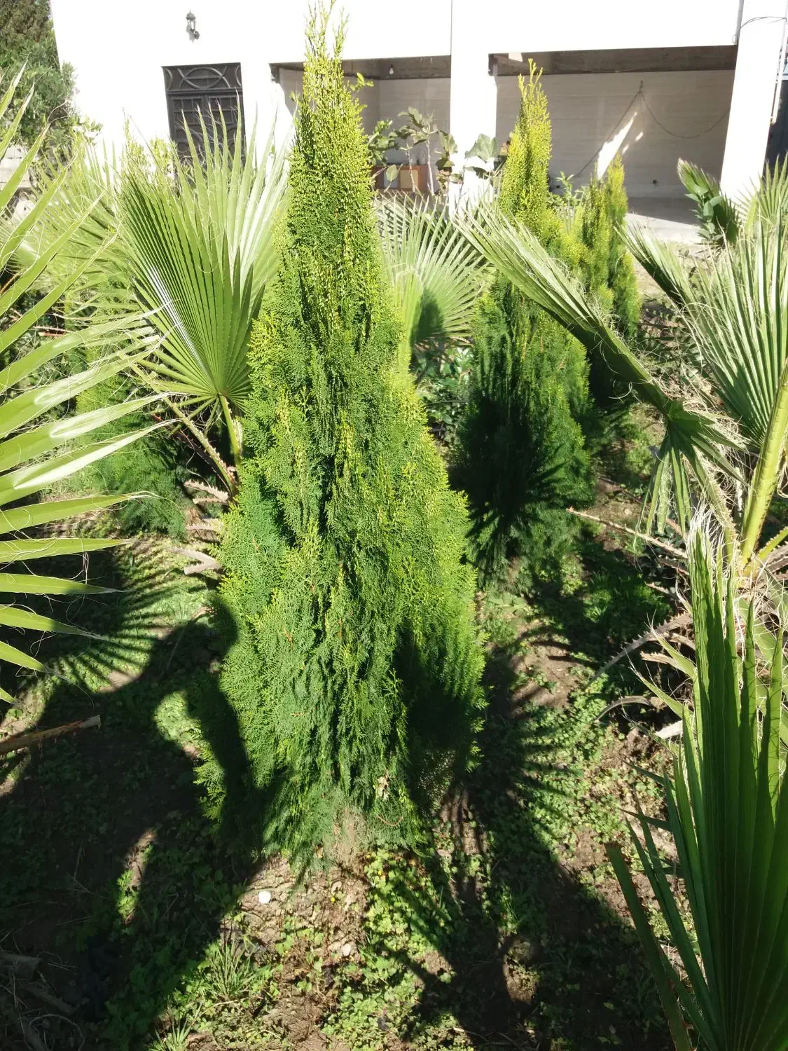 پالم و کامیس نوک دار داخل زمین یکجا فروخته میشود|گل و گیاه طبیعی|رودسر, |دیوار