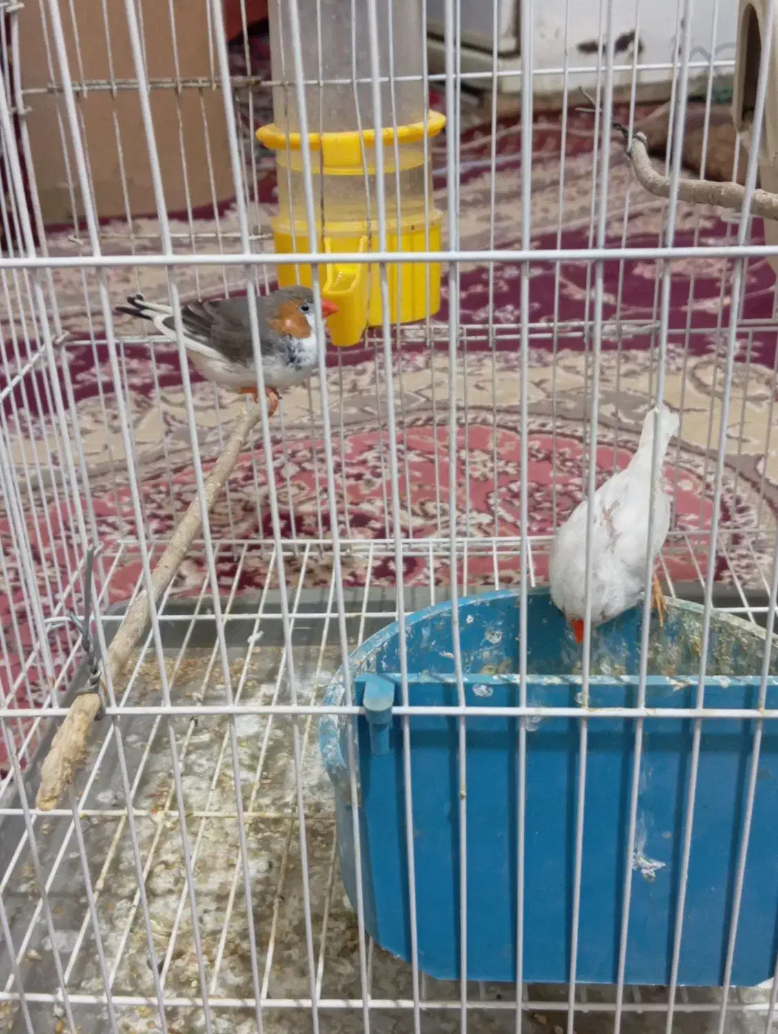 جفت نرماده فنچ|پرنده|زابل, |دیوار