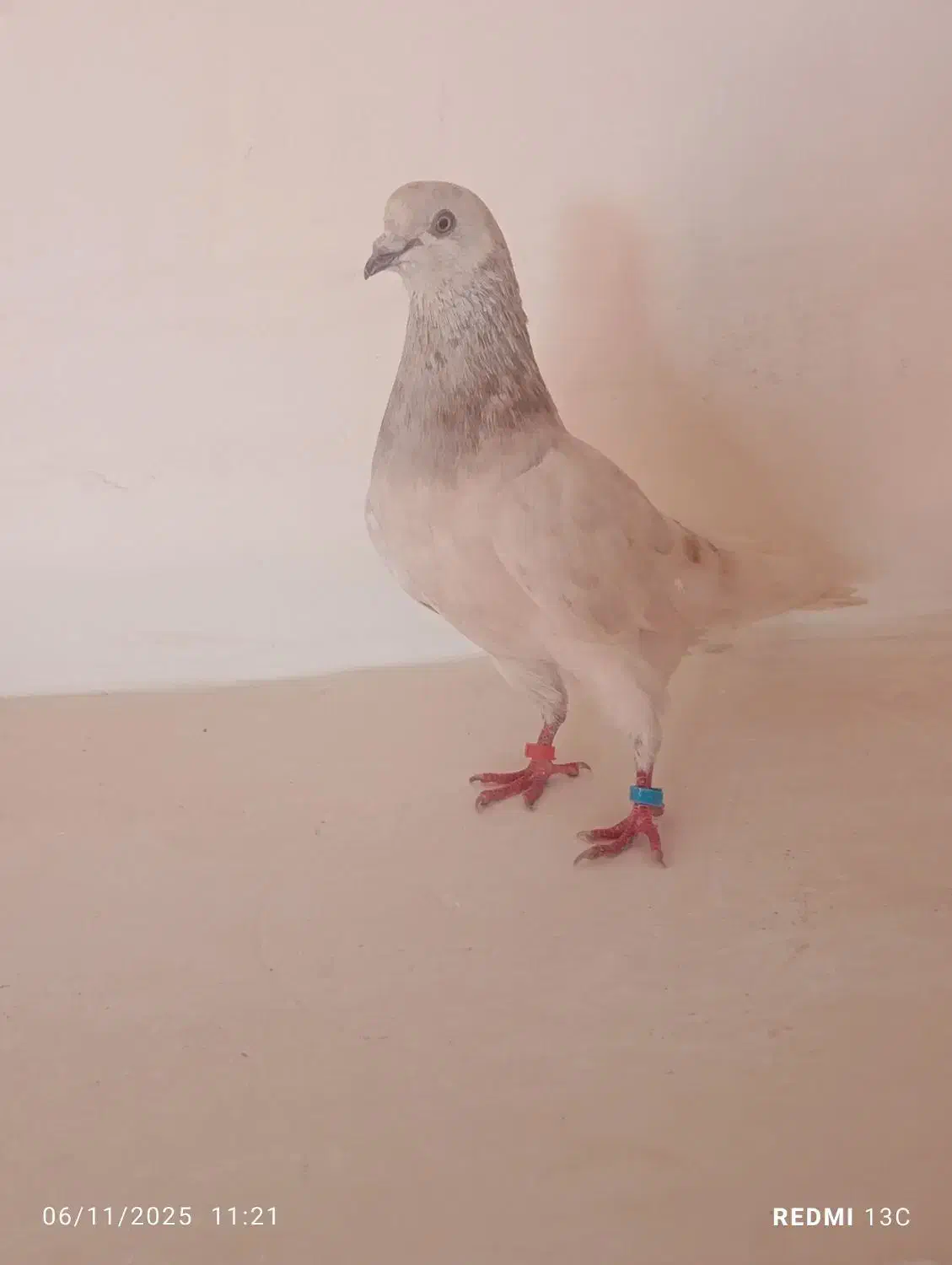 کفتر تهرانی پرشی|پرنده|اهر, |دیوار