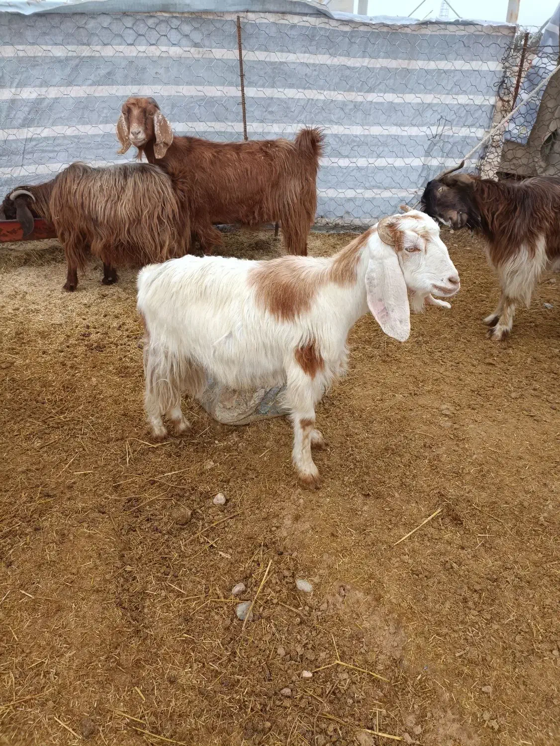 ۲عددکهر ماده پارسال دانه 8500|حیوانات مزرعه|مهران (ایلام), |دیوار