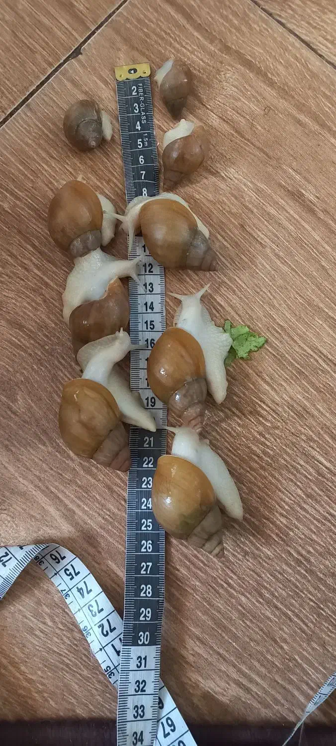 حلزون سوپرمولد وکوچیک وخاک کوکوپیت|خزنده|مشهد, چهارچشمه|دیوار