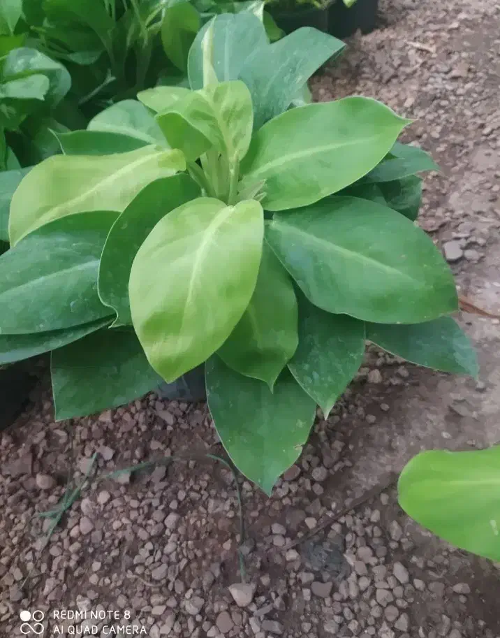 کمک راهنمایی|فعالیت داوطلبانه|شیراز, سرو|دیوار