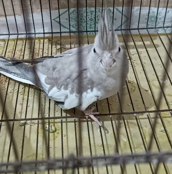 عروس هلندی ماده|پرنده|امیدیه, |دیوار