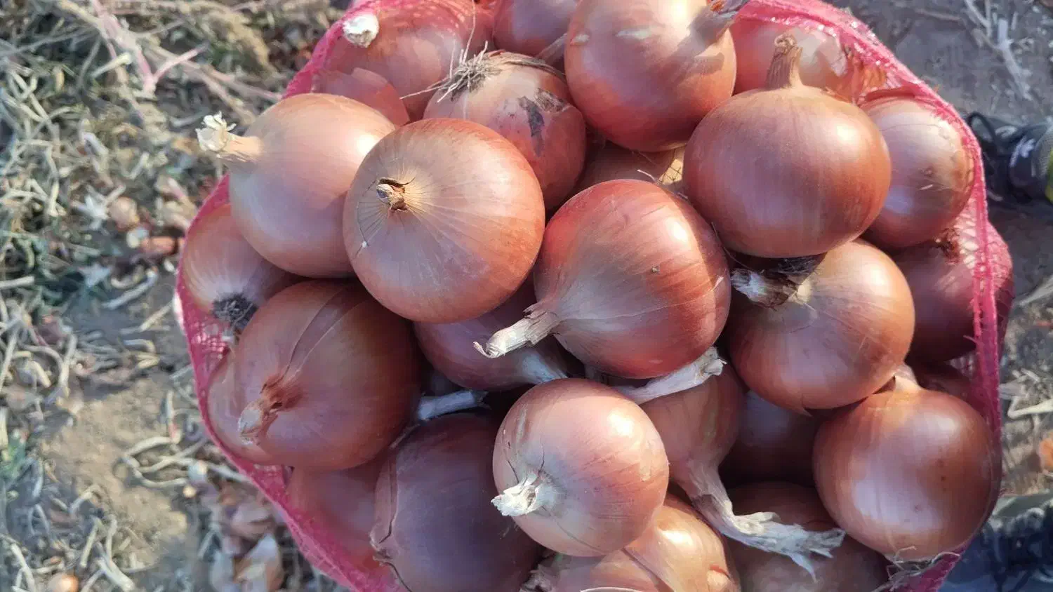 پیاز خوب|خوردنی و آشامیدنی|بجنورد, |دیوار