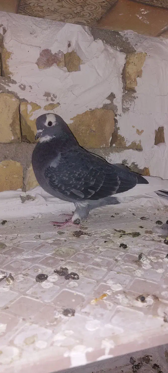 کبوتر پرشی|پرنده|نجف‌آباد, یزدانشهر|دیوار