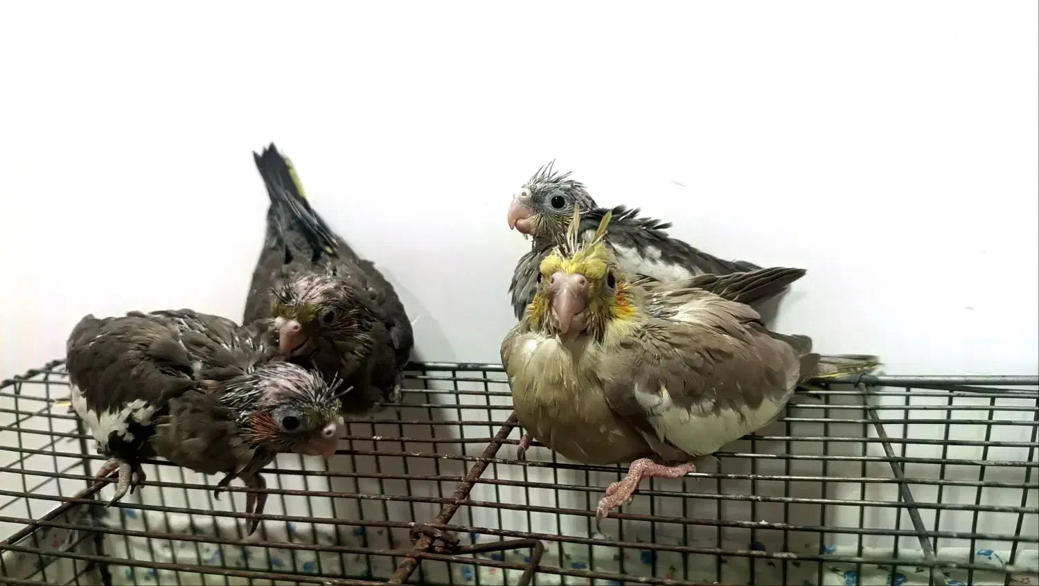 فروش جوجه طوطی هلندی 550|پرنده|بهبهان, |دیوار